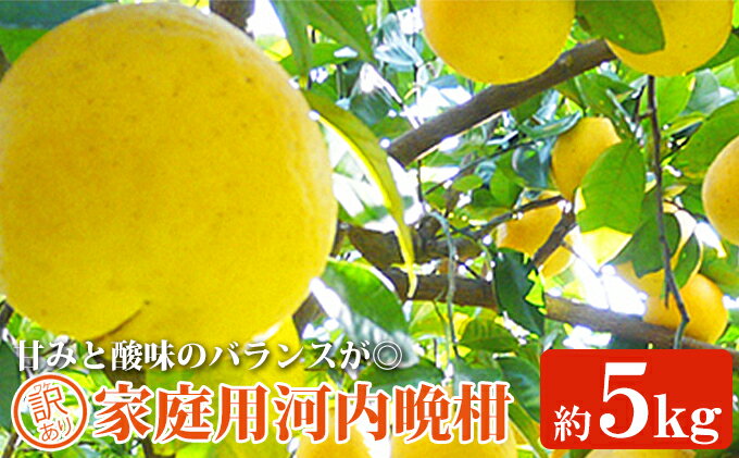 【ふるさと納税】吉本農園の愛南ゴールド（河内晩柑）家庭用約5kg　※2024年4月上旬～8月上旬頃に順次発送予定