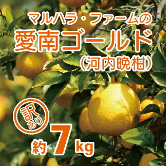 【 訳あり 】 マルハラファーム 河内晩柑 7kg 発送期間: 4月中旬～8月下旬 (なくなり次第終了) 先行予約 みかん かわちばんかん 愛南ゴールド 柑橘 グレープフルーツ 和製 果物 フルーツ 愛媛 愛南 産地直送 国産 農家直送 文旦 数量限定 人気 限定 甘い