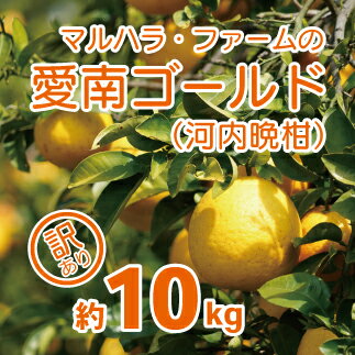 【ふるさと納税】 【 訳あり 】 マルハラファーム 河内晩柑 10kg 発送期間: 4月中旬～8月下旬 (なくなり次第終了) 先行予約 みかん かわちばんかん 愛南ゴールド 柑橘 グレープフルーツ 和製 果物 フルーツ 愛媛 愛南 産地直送 国産 農家直送 文旦 数量限定 人気 限定 甘い