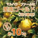 商品説明 商品名 【訳あり】マルハラファーム 河内晩柑 10kg 発送期間: 4月中旬～8月下旬 (なくなり次第終了) 先行予約 訳あり 河内晩柑 みかん かわちばんかん 愛南ゴールド 柑橘 グレープフルーツ 和製 果物 フルーツ おいしい 愛媛 愛南 産地直送 国産 農家直送 果樹園 文旦 数量限定 人気 限定 ジューシー 甘い 内容量 河内晩柑　10kg（24～30玉） 商品詳細 【期間：4月中旬～8月下旬　※収穫量によって変わります】河内晩柑はさわやかな甘みと程よい酸味を感じられるちょっと大人な柑橘です。3月～5月頃の糖度も酸も高い季節は、贅沢に搾ってジュースやお酒の割材に。5月～6月頃はほどよい酸味が残り、バランスの良い果実がいただけます。7月～8月は、少し冷やして食べるのがおすすめです。程良く酸が抜け、さっぱり爽やかな味が蒸し暑い夏に最適。水分補給にもぴったりです。ぜひ、それぞれの時期や用途に合わせて爽やかな大人の柑橘をお楽しみください。こちらのお礼の品は、果皮に傷や汚れがあったりする訳あり品です。ギフト向きではありませんのでご注意ください。【検索kw】先行予約 訳あり 河内晩柑 みかん かわちばんかん 愛南ゴールド 柑橘 グレープフルーツ 和製 果物 フルーツ おいしい 愛媛 愛南 産地直送 国産 農家直送 果樹園 文旦 数量限定 人気 限定 ジューシー 甘い 10kg 賞味期限 常温14日 配送について 4月中旬～8月下旬　※収穫量によって変わりますお届けまで2～4週間いただく可能性がございます。 提供 マルハラファーム ・ふるさと納税よくある質問はこちら ・寄附申込みのキャンセル、返礼品の変更・返品はできません。あらかじめご了承ください。【ふるさと納税】【 訳あり 】 マルハラファーム 河内晩柑 10kg 発送期間: 4月中旬～8月下旬 (なくなり次第終了) 河内晩柑はさわやかな甘みと程よい酸味を感じられるちょっと大人な柑橘です。 3月〜5月頃の糖度も酸も高い季節は、贅沢に搾ってジュースやお酒の割材に。 5月〜6月頃はほどよい酸味が残り、バランスの良い果実がいただけます。 7月〜8月は、少し冷やして食べるのがおすすめです。程良く酸が抜け、さっぱり爽やかな味が蒸し暑い夏に最適。水分補給にもぴったりです。 ぜひ、それぞれの時期や用途に合わせて爽やかな大人の柑橘をお楽しみください。 寄附金の用途について 美しいふるさとへ（生活環境事業） 活力あるふるさとへ（産業・観光事業） 豊かな文化を育むふるさとへ（人権・教育・文化事業） 優しさ溢れるふるさとへ（健康・福祉事業） 安心して暮せるふるさとへ（生活基盤事業） 受領証明書及びワンストップ特例申請書のお届けについて 入金確認後、注文内容確認画面の【注文者情報】に記載の住所にお送りいたします。発送の時期は、入金確認後2〜3週間程度を目途に、お礼の特産品とは別にお送りいたします。