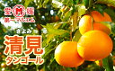 【ふるさと納税】 清見 タンゴール 5kg 10000円 みかん mikan 蜜柑 ミカン きよみ 産地直送 国産 農家直送 期間限定 数量限定 特産品 ゼリー ジュース アイス 冷凍 みかん 等に 人気 甘い フルーツ 果物 柑橘 おいしい ジューシー ビタミン 健康 第一マルエム 愛南町 愛媛県