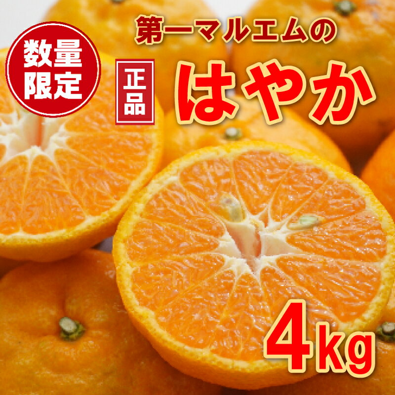 【ふるさと納税】 数量限定 先行予約 早香 はやか 秀品 4kg 第一マルエム 柑橘 フルーツ 愛媛県 愛南町 発送期間:12月中旬～1月上旬のサムネイル