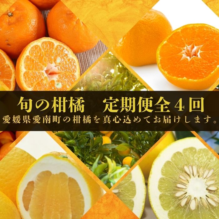 2025年1月〜 定期便 全4回 旬の柑橘食べ比べ 家庭用 訳あり 愛媛みかん ポンカン 土佐 文旦 河内晩柑 みかん 果物 フルーツ 柑橘 揃い 傷 愛媛県 愛南町 清家ばんかんビレッジ