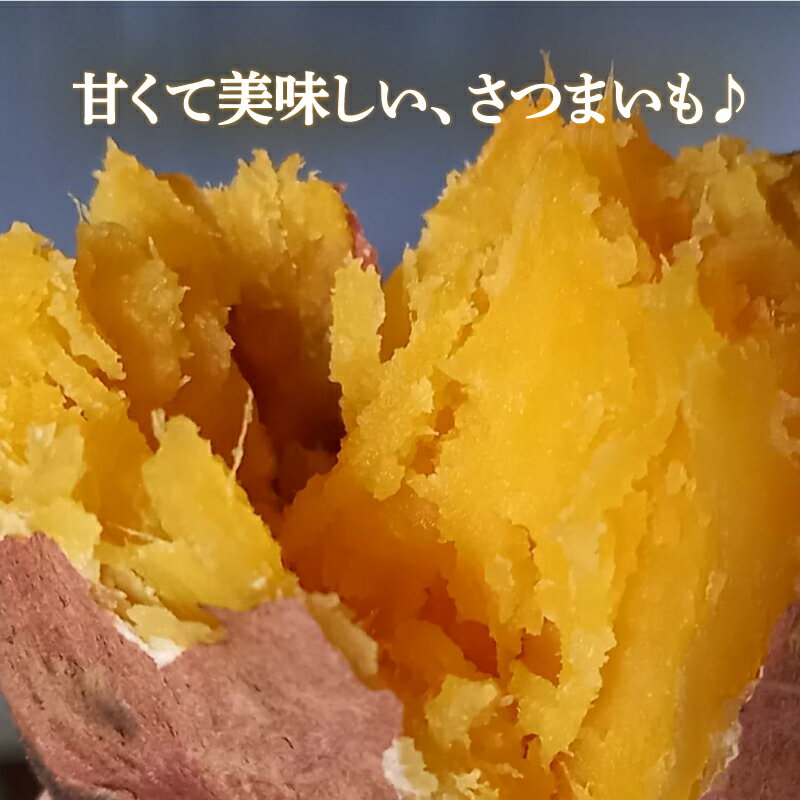 【ふるさと納税】 訳あり 熟成 紅はるか 5kg M～2Lサイズ さつまいも いも 焼き芋 やきいも スイートポテト おやつ デザート スイーツ 低温熟成 完全熟成収穫 高糖度 料理 国産 愛媛県 愛南町 青果市場