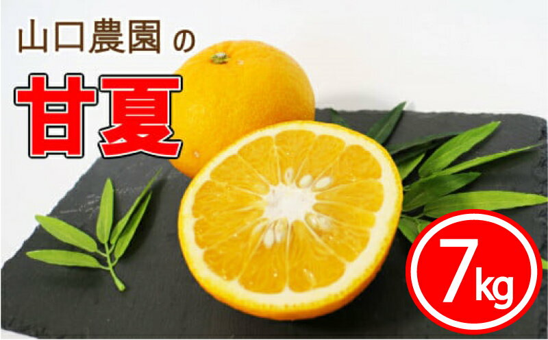 【ふるさと納税】 先行予約 甘夏 7kg フルーツ 果物 くだもの 柑橘 みかん 蜜柑 ゼリー ジュース ビタミン 美容 健康 愛媛 愛南町 山口農園 発送期間: 3月中旬～4月末