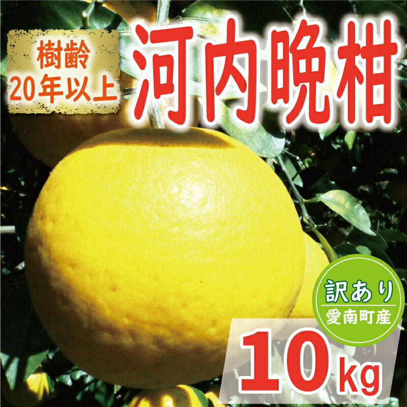 【 ふるさと納税 】訳あり 木成り 河内晩柑 樹齢 20年以上 10kg みかん かわちばんかん 愛南ゴールド あいなん ゴールド 美生柑 文旦 グレープフルーツ 和製 産地直送 国産 期間限定 数量限定 ゼリー ジュース 甘い フルーツ 果物 柑橘 蜜柑 規格外 愛媛県 愛南町 ヤマカ園