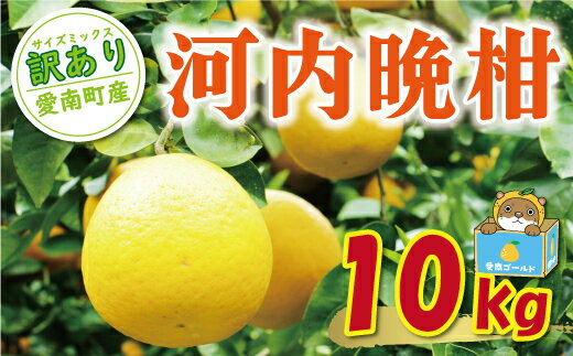 訳あり 河内晩柑 10kg 10000円 (発送期間:4月上旬〜無くなり次第終了) みかん かわちばんかん 愛南ゴールド あいなん ゴールド 美生柑 文旦 グレープフルーツ 家庭用 国産 果樹園 数量限定 人気 さわやか 甘い フルーツ 果物 柑橘 蜜柑 規格外 愛媛県 愛南町 塚岡農園