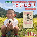 【ふるさと納税】 選べる内容量 先行予約 新米 令和7年産 コシヒカリ 5kg 10kg 13000円 25000円 お米 白米 精米 米 こめ 期間限定 数量...