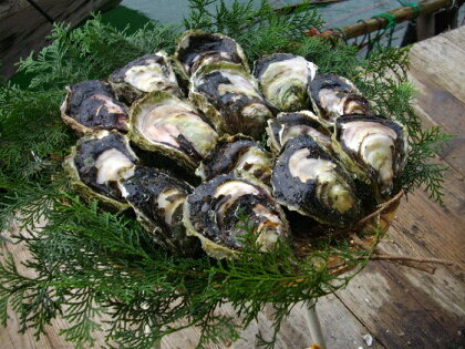 岩がき(殻付3kg) 【魚貝類・生牡蠣・かき】 お届け:2019年7月上旬〜8月中旬