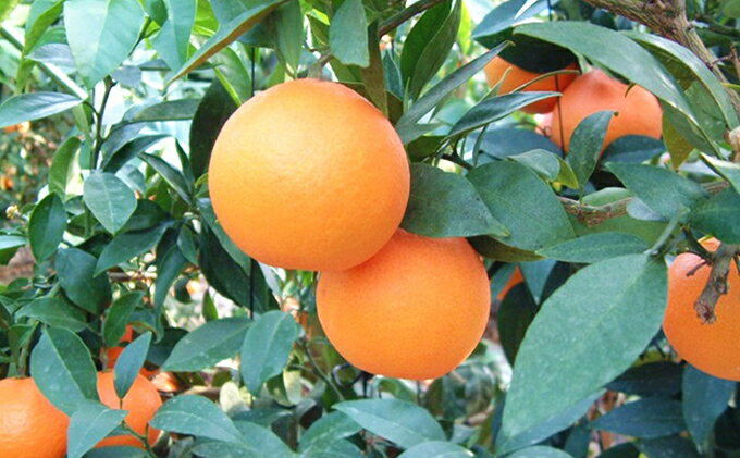 愛媛県愛南町の画像2