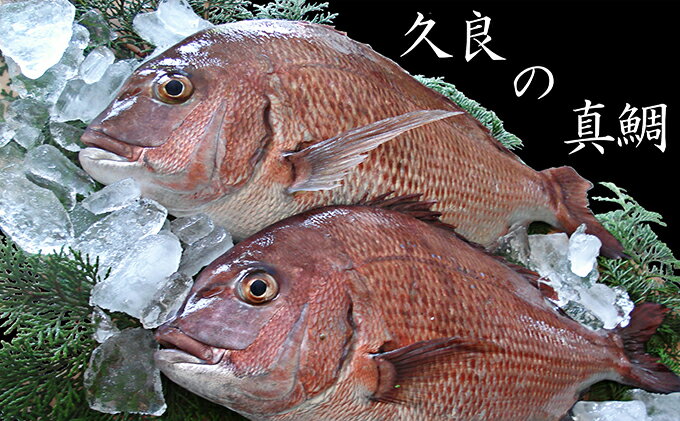 【ふるさと納税】 久良のまだい 2尾 【魚貝類・魚介類・真鯛・タイ】 お届け：12月1日_2月28日