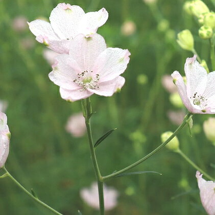 さくらひめ生花 【花・植物・雑貨・日用品】 お届け：1月下旬～5月中旬