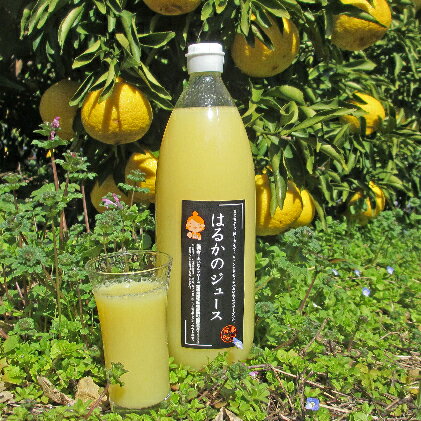 はるか ジュース 1L 3本 あいなんマザーズ 無添加 果汁 100% 柑橘 果物 国産 フルーツ 有名 愛媛 みかん 蜜柑 ブランド オレンジ 愛媛県産 果実 ビタミン 美味しい 生産者 発送期間：4月中旬～7月下旬