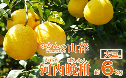 先行予約 贈答用 河内晩柑 大玉 6kg 2Lサイズ以上 樹齢25年 みかん 蜜柑 果物 柑橘 フルーツ デザート ゼリー ジュース アイス ギフト 贈答品 プレゼント 愛媛県 愛南町 みかんの山祥 発送期間: 4月10日～8月10日 (なくなり次第終了)