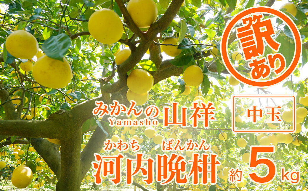 【ふるさと納税】 訳あり 家庭用 河内晩柑 中玉 サイズ ミックス 5kg みかんの山祥 晩柑 かわちばんかん 和製 グレープフルーツ 果物 柑橘 フルーツ 特産品 デザート 愛媛 希少 日本一 美味しい ジューシー 発送期間: 4月10日～8月10日 (なくなり次第終了)