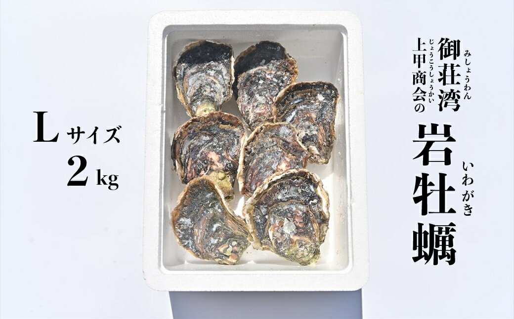 30位! 口コミ数「0件」評価「0」 岩牡蠣 Lサイズ 2kg 以上 魚貝類 殻付き 牡蠣 かき BBQ 上甲商会 愛媛県 愛南町 発送期間: 4月下旬～