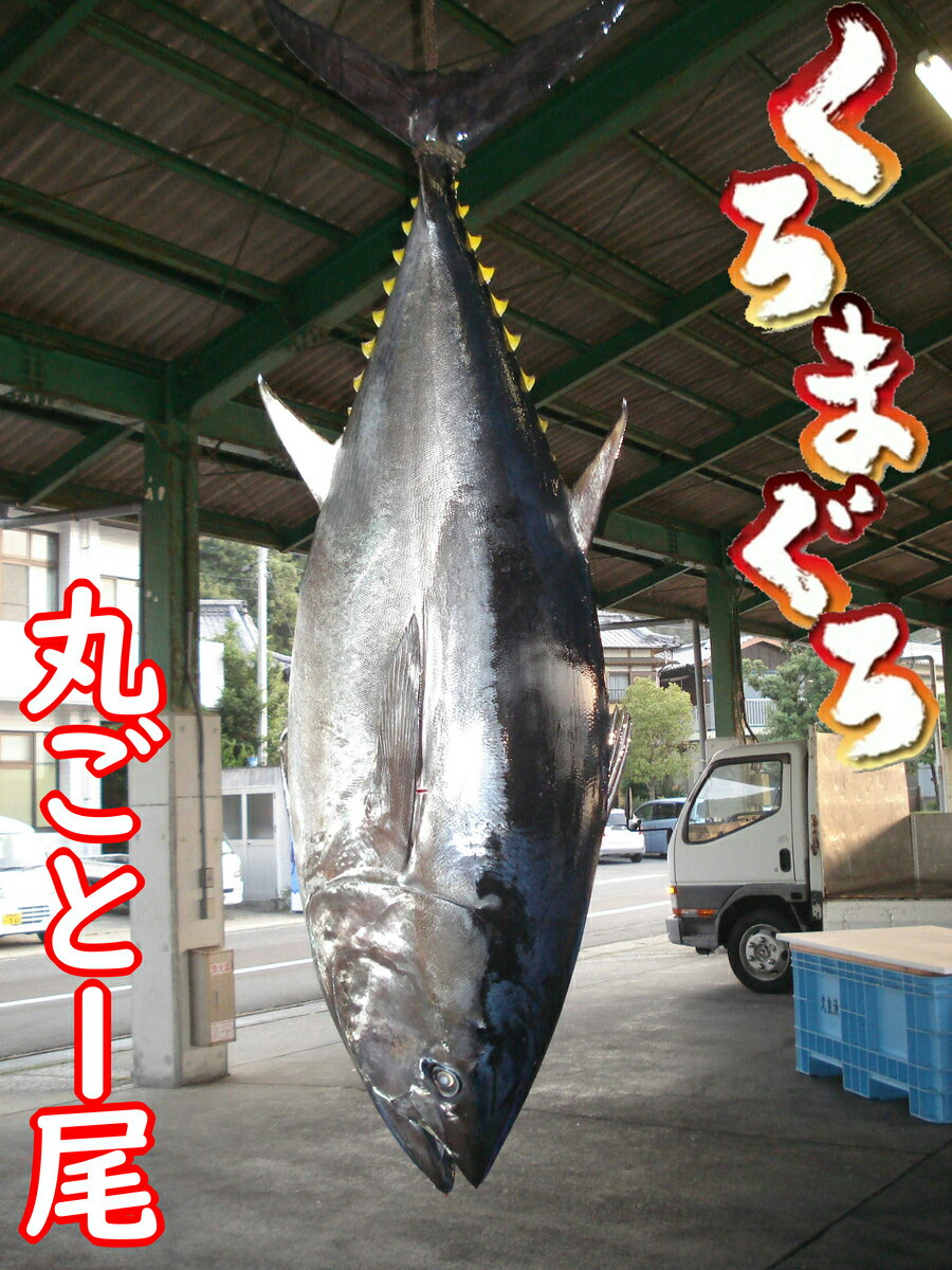 久良のクロマグロ 丸ごと1尾! 100万円 魚 マグロ 鮪 お届け:通年(発送日は要相談)