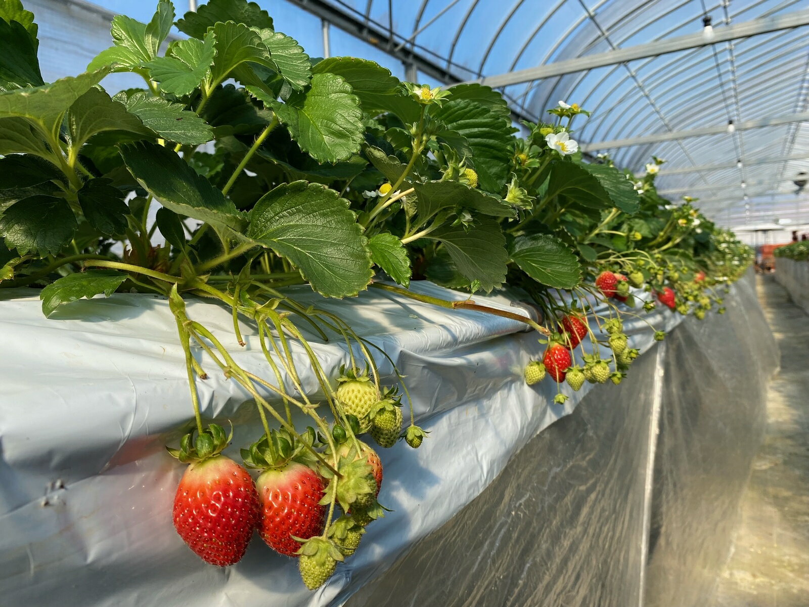 �ڤդ뤵��Ǽ�ǡ� �� ������ ���� 2kg ��åɥѡ��� ���ޤ��Ȥ� �Ȥ��� ���� ���� �ʼ� �����ޤ����� ���ढ���ޤ��� ���� ���� ����ʪ ��̣���� ������ ���� ľ�� ��ľ �� ��ʪ �ե롼��