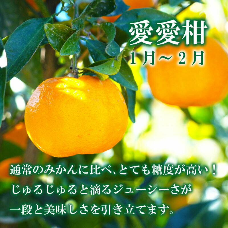 【ふるさと納税】 柑橘 かんきつ お楽しみ 定期便 3回 3ヶ月 フルーツ 果物 くだもの 愛愛柑 あいあいかん ポンカン 美生柑 みしょうかん 河内晩柑 ばんかん 旬 季節 限定 国産 ご当地 愛南 ブランド 愛媛 みかん 蜜柑 セット 詰め合わせ 食べ比べ