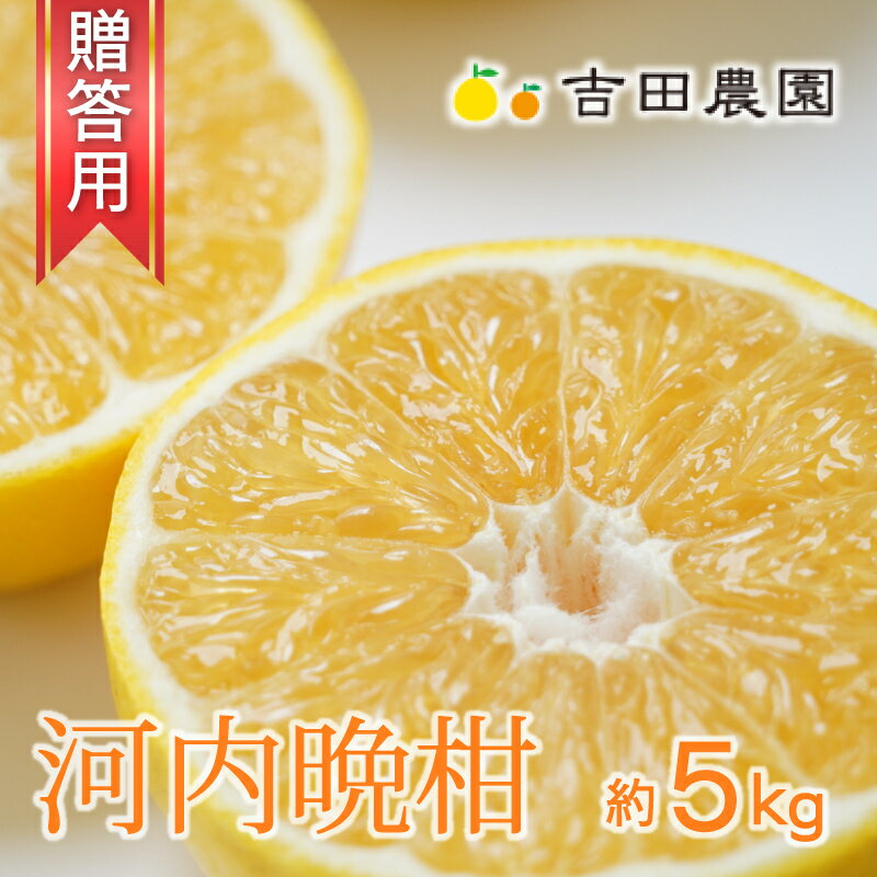 【ふるさと納税】贈答用 河内晩柑 5kg 吉田農園 柑橘 果