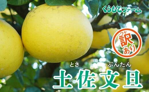 訳あり 土佐文旦 5kg くらもとファーム 柑橘 愛媛 国産 果物 旬 お届け