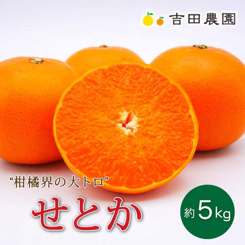 先行予約 数量限定 せとか 5kg 柑橘 フルーツ 高級 みかん 蜜柑 オレンジ 清見 きよみ 甘い サイズミックス 大きさ 不揃い 吉田農園 愛媛県 愛南町 発送期間:2024年3月中旬〜4月15日(なくなり次第終了)