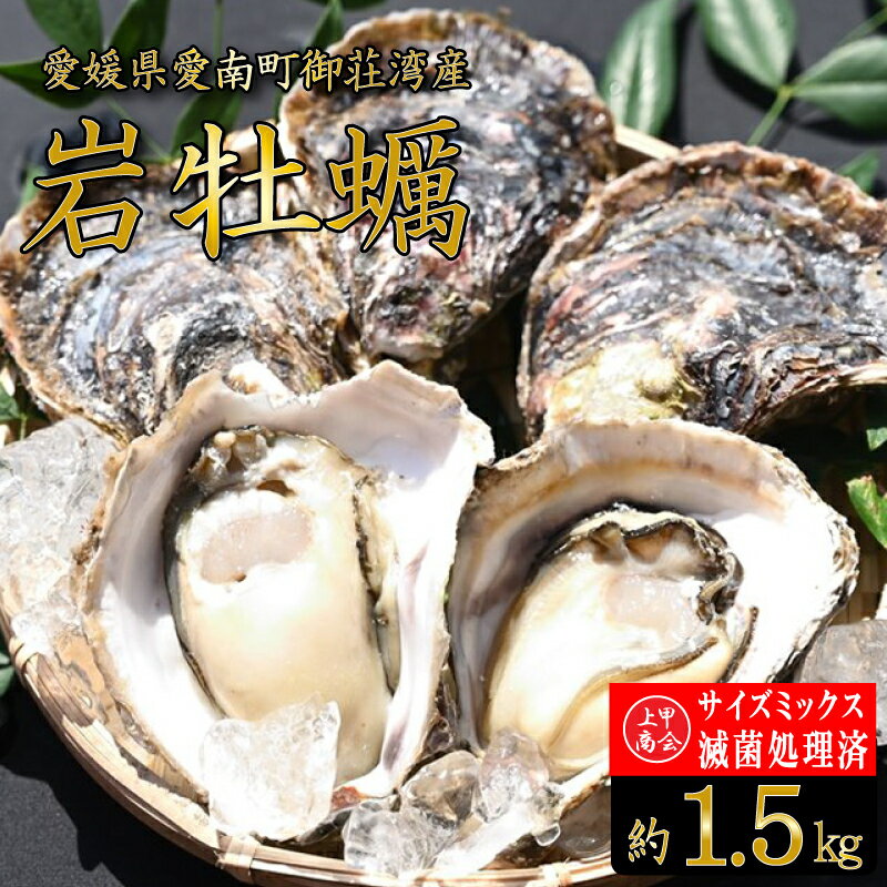 規格外 岩牡蠣 約1.5kg 滅菌処理済 不揃い 国産 養殖 かき 殻付き 焼き牡蠣 蒸し牡蠣 カキフライ 肉厚 海鮮 魚介 魚介類 BBQ バーベキュー 御荘湾 上甲商会 愛媛県 愛南町 発送期間: 4月下旬～8月中旬（なくなり次第終了）