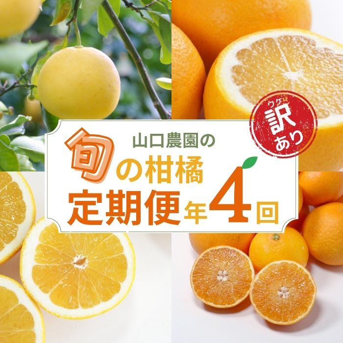 2位! 口コミ数「0件」評価「0」 【 訳あり 】 季節の柑橘定期便 年4回 山口農園 文旦 甘夏 河内晩柑 まどんな 4ヶ月 みかん フルーツ 愛南ゴールド 柑橘 定期便 ･･･ 