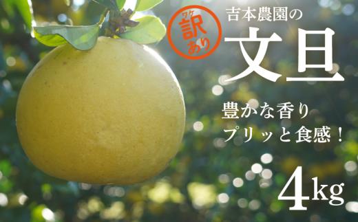 訳あり 文旦 香り豊かなプリッと食感！吉本農園の文旦 4kg 7000円 フードロス 傷 日焼け 黒ずみ サイズ 不揃い 大容量 ぶんたん 愛南町 愛媛県 発送:3月10日〜なくなり次第終了