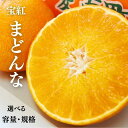 【ふるさと納税】 【先行予約】 選べる 容量 規格 訳あり 贈答用 宝紅まどんな 1.5kg 800g サイズミックス 傷 黒点 果物 柑橘 みかん 愛果28号 人気 フルーツ 高級 マドンナ 訳アリ 宝紅マドンナ 10,000円 愛南町 吉本農園 配送期間 12月