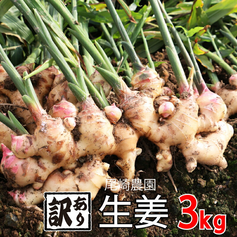 楽天愛媛県愛南町【ふるさと納税】 訳あり 生姜 約3kg 尾崎農園 不揃い 減農薬 しょうが 薬味 野菜 紅茶 ガリ チューハイ おつまみ 健康 国産 愛媛県 愛南町