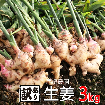 訳あり 生姜 約3kg 尾崎農園 不揃い 減農薬 しょうが 薬味 野菜 紅茶 ガリ チューハイ おつまみ 健康 国産 愛媛県 愛南町