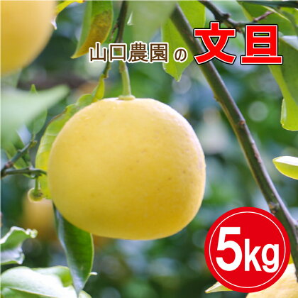 山口農園 文旦 5kg 発送期間: 3月～4月末 愛媛 愛南 柑橘 果物 甘い フルーツ