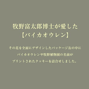 【ふるさと納税】【期間限定品】牧野植物図鑑缶 クッキー缶 牧野植物園 牧野富太郎博士 バイカオウレン