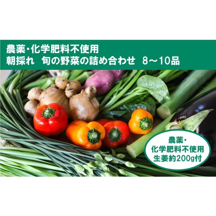 【ふるさと納税】【栽培期間中農薬・化学肥料不使用】土佐の太陽をいっぱいに浴びた旬の野菜生姜約200gのセット「小」 | 無農薬 化学肥料不使用 やさい 種類 お任せ お取り寄せ 朝採れ 高知県 高知市 北海道・沖縄・離島配送不可･･･