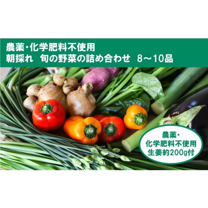 【栽培期間中農薬・化学肥料不使用】土佐の太陽をいっぱいに浴びた旬の野菜生姜約200gのセット「小」 | 無農薬 化学肥料不使用 やさい 種類 お任せ お取り寄せ 朝採れ 高知県 高知市 北海道・沖縄・離島配送不可