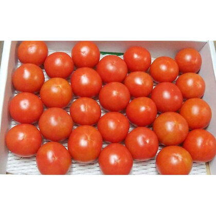 高知県産 贅沢フルーツトマト 約2kg