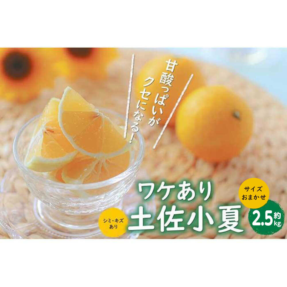 高知産 ワケあり土佐小夏 約2.5kg サイズお任せ(2S〜L)〈2025年4月〜発送〉/ 高知 土佐 小夏 訳あり 柑橘 果物 フルーツ くだもの みかん 訳アリ わけあり【株式会社 四国健商】[ATAF152]