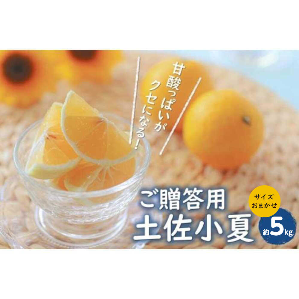 贈答用 土佐小夏 約5kg サイズお任せ(2S〜L)〈2025年4月〜発送〉/ 高知 土佐 小夏 柑橘 果物 フルーツ 贈り物 贈答 ギフト プレゼント くだもの みかん【株式会社 四国健商】[ATAF005]