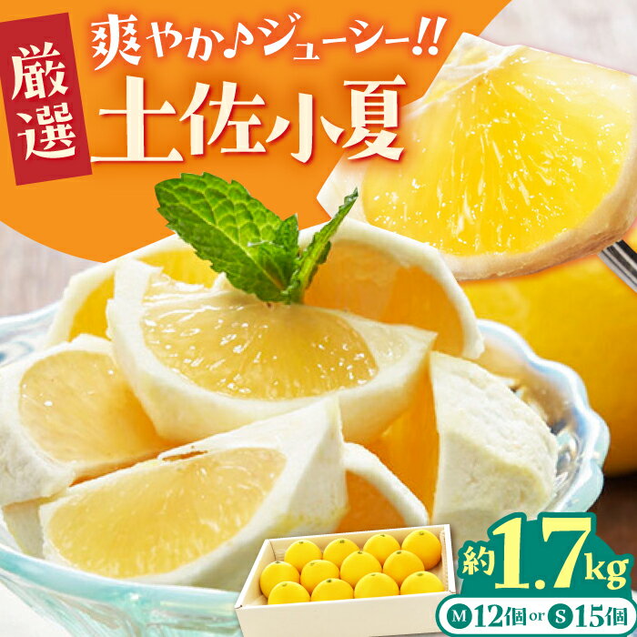 [先行予約・申込は6月下旬頃まで]厳選 土佐小夏 約1.7kg /高知 小夏 コナツ こなつ 果物 柑橘 フルーツ[有限会社 武田青果] [ATBB009]