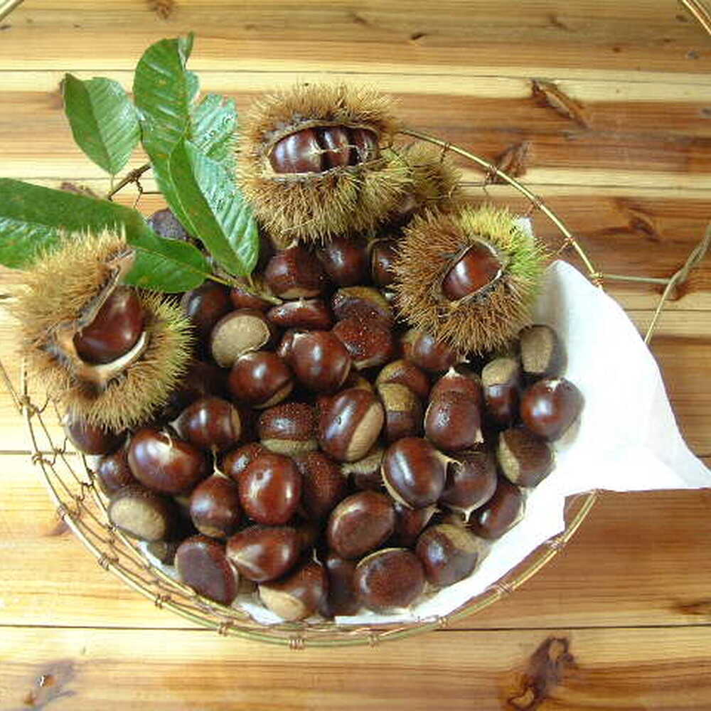 [先行予約]高級生栗 まるっこ栗 約1kg [2026年10月中旬〜発送] 夢甘栗 秀品 生栗 生 くり 栗 果物 クリ 秋 和栗 栗ご飯 季節限定 [仁淀川流域夢甘栗生産者組合 くり蔵][ATDR003]
