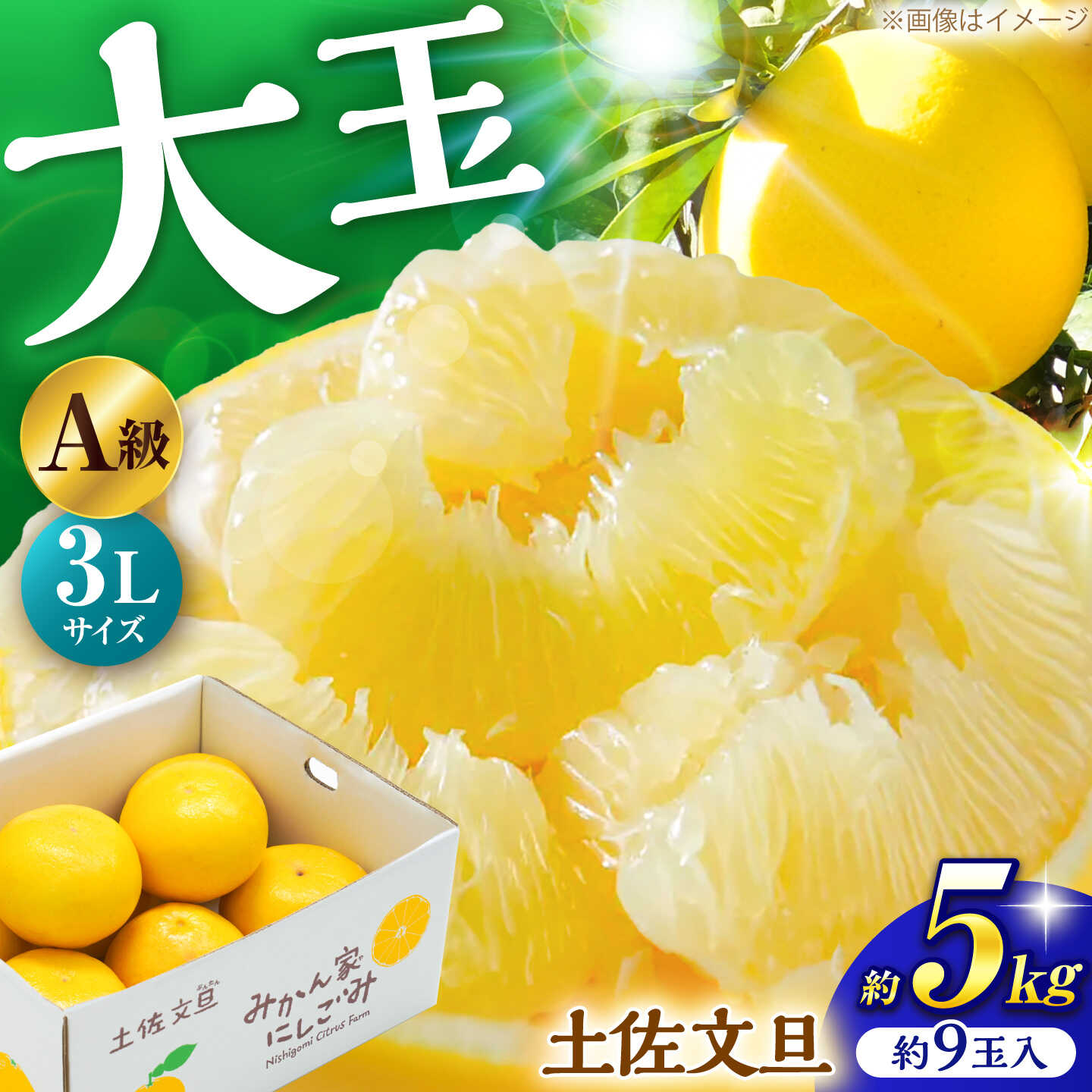 【先行予約】土佐文旦 約5kg 3Lサイズ 約9玉 A級品 〈2027年2月上旬〜2027年3月末頃発送〉 / 文旦 大玉 3L 5kg 柑橘 果物 フルーツ デザート 季節限定 【みかん家にしごみ】[ATEA011]