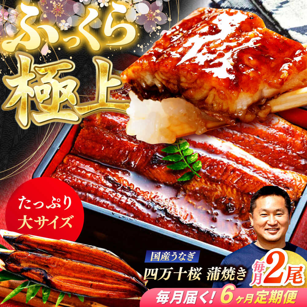 【ふるさと納税】【6回定期便】 極上国産うなぎ四万十桜 蒲焼き2尾 たっぷり大サイズ / 国産 高知 四万十 うなぎ ウナギ 鰻 蒲焼き うな重 惣菜 贅沢 【有限会社もりた】[ATHE008]
