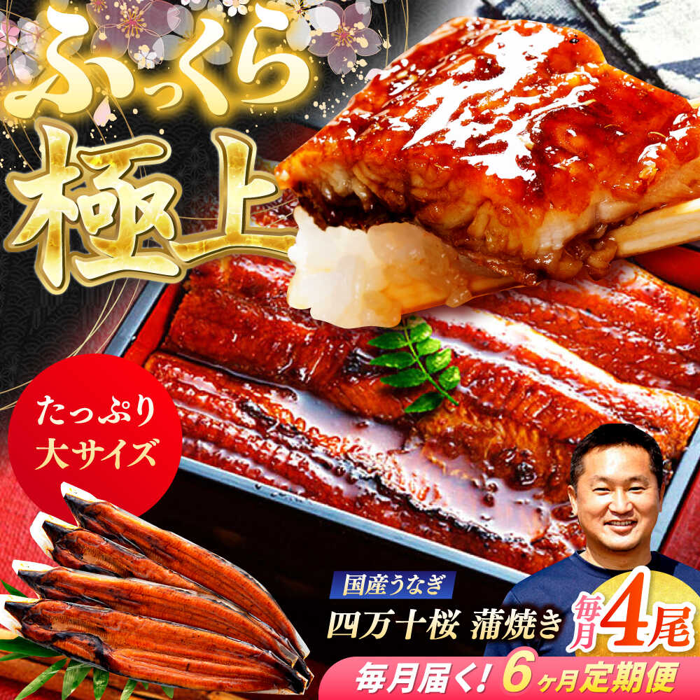 【ふるさと納税】【6回定期便】極上国産うなぎ四万十桜 蒲焼き4尾 たっぷり大サイズ / 国産 高知 四万..