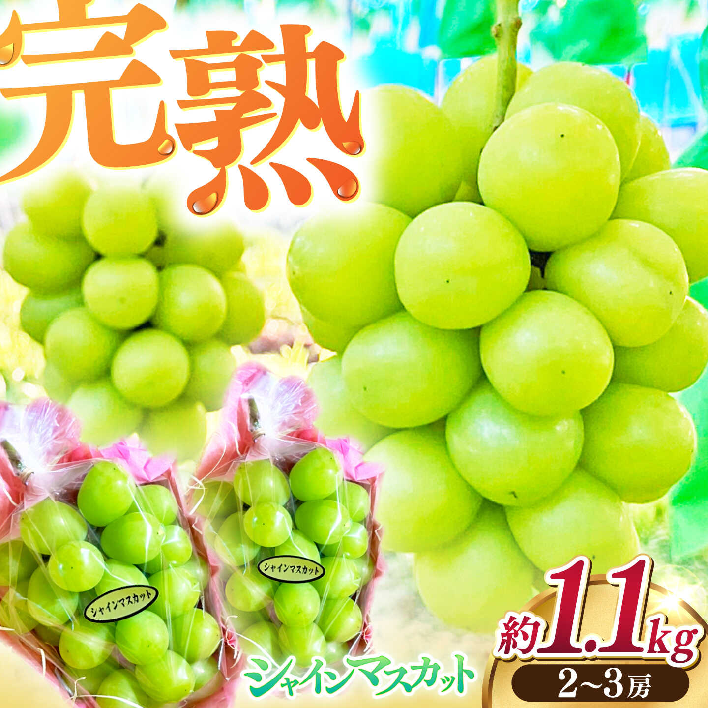 高知県の清流仁淀川が流れる春野町で品質にこだわり丹精に育てたシャインマスカットです。 「苗」から育て上げ、生産方法にもこだわり、十分に納得できる品質に仕上がりました。 当園のぶどうは収穫時期を見極め、よく熟した最高の状態で収穫をして発送させて頂きます。 この機会に、完熟したシャインマスカットの美味しさをご堪能ください。 ■発送に関して 細心の注意を払っておりますが、完熟したぶどうのため、発送中の衝撃により粒が外れてしまう場合があります。 なお、外れたぶどうも美味しく召し上がれます。 クール便での発送になりますので、届きましたらすぐに冷蔵庫へ入れてください。 約1.1kg（2〜3房） 【賞味期限】青果ですので到着後お早めにお召し上がりください。 【原料原産地】 高知県 高知市 春野町産 高知県 高知市 ブドウ ぶどう 贅沢 贈り物 贈答 プレゼント ケーキ スイーツ お菓子 おやつ 地場産品基準該当理由 高知市内の農園において、栽培と販売を行っている。高知県の清流仁淀川が流れる春野町で品質にこだわり丹精に育てたシャインマスカットです。 「苗」から育て上げ、生産方法にもこだわり、十分に納得できる品質に仕上がりました。 当園のぶどうは収穫時期を見極め、よく熟した最高の状態で収穫をして発送させて頂きます。 この機会に、完熟したシャインマスカットの美味しさをご堪能ください。 ■発送に関して 細心の注意を払っておりますが、完熟したぶどうのため、発送中の衝撃により粒が外れてしまう場合があります。 なお、外れたぶどうも美味しく召し上がれます。 クール便での発送になりますので、届きましたらすぐに冷蔵庫へ入れてください。 商品説明 名称高知県産 生産者厳選！シャインマスカット【COCO葡萄園】 内容量約1.1kg（2〜3房） 原料原産地高知県 高知市 春野町産 賞味期限青果ですので到着後お早めにお召し上がりください。 配送方法冷蔵 配送期日2026年8月下旬～2026年9月末頃まで 提供事業者COCO葡萄園 高知県 高知市 ブドウ ぶどう 贅沢 贈り物 贈答 プレゼント ケーキ スイーツ お菓子 おやつ 地場産品基準該当理由 高知市内の農園において、栽培と販売を行っている。