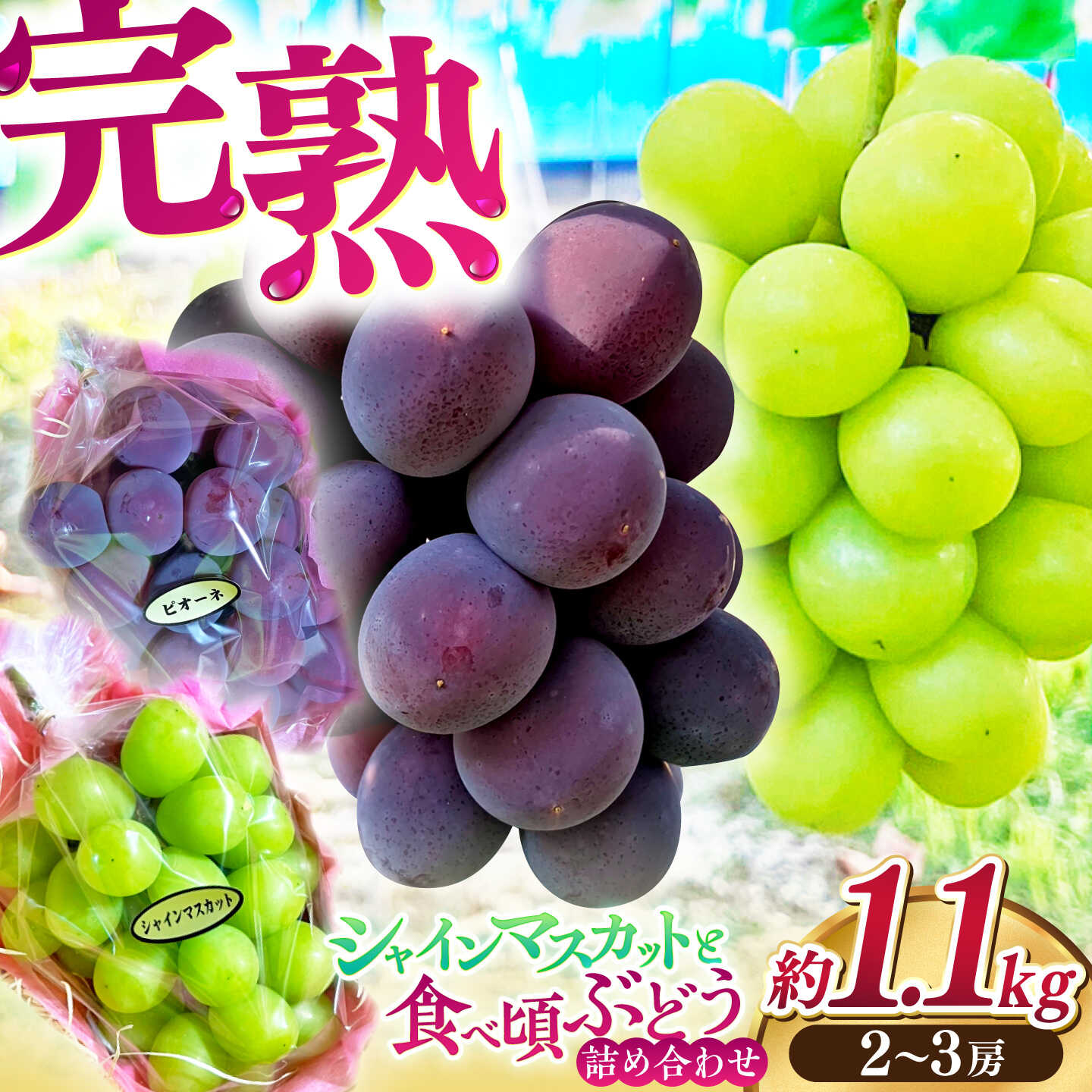 【先行予約】高知県産 生産者厳選！ シャインマスカット含む 食べ頃ぶどう詰め合わせ 約1.1kg（2〜3房）〈2026年8月下旬～2026年9月末頃まで発送〉 / マスカット ぶどう 葡萄 ブドウ 果物 フルーツ デザート 詰め合わせ セット 【COCO葡萄園】[ATIO002]