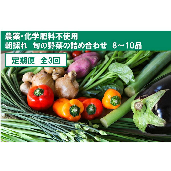 『定期便』[栽培期間中農薬・化学肥料不使用]土佐の太陽をいっぱいに浴びた旬の野菜セット小(3回配送) | 無農薬 化学肥料不使用 やさい 種類 お任せ お取り寄せ 朝採れ 高知県 高知市 北海道・沖縄・離島配送不可