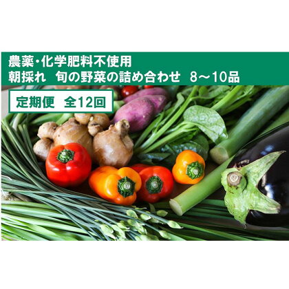 『定期便』【栽培期間中農薬・化学肥料不使用】土佐の太陽をいっぱいに浴びた旬の野菜セット小（12回配送） | 無農薬 化学肥料不使用 やさい 種類 お任せ お取り寄せ 朝採れ 高知県 高知市 北海道・沖縄・離島配送不可