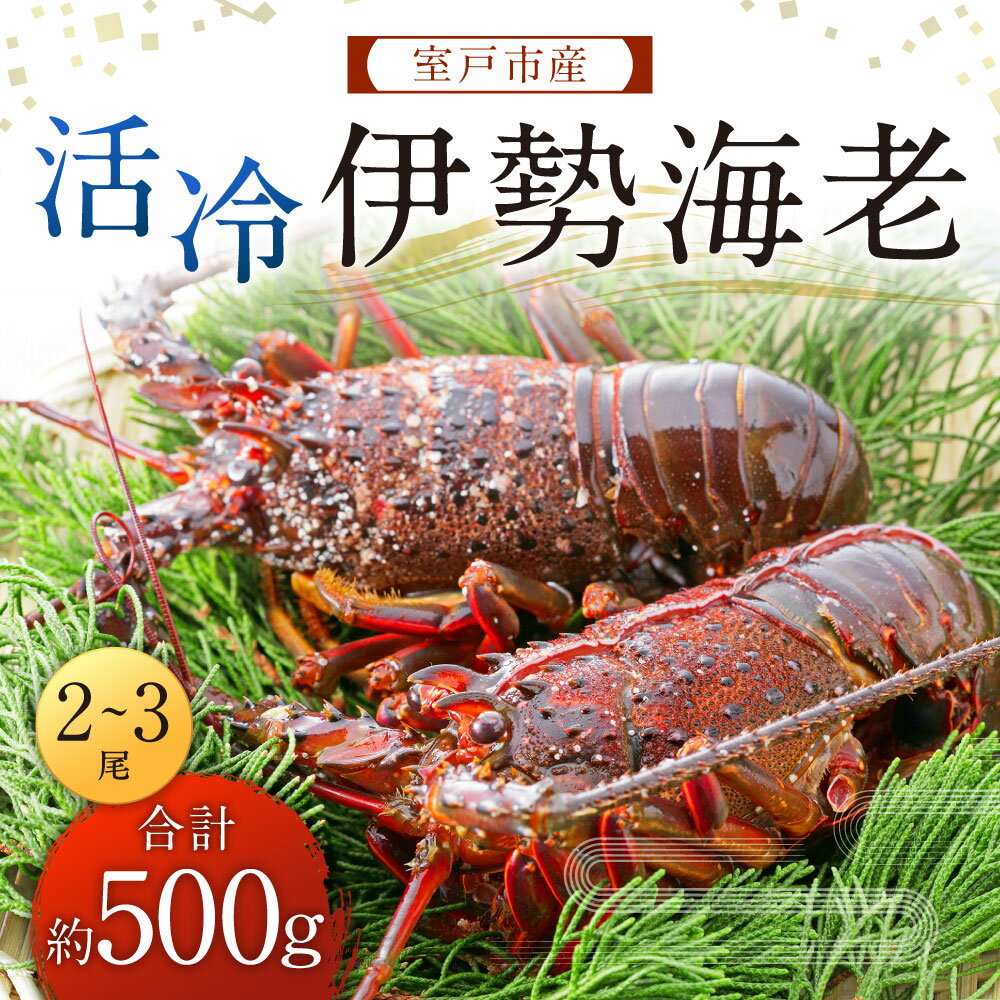 伊勢エビ ふるさと納税の返礼品一覧 人気順 21年 ふるさと納税ガイド