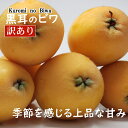 19位! 口コミ数「13件」評価「2.69」【訳あり】黒耳びわ　大小混合　12～20玉＜黒耳 果物 ビワ 新型コロナ支援 送料無料＞ 春 旬 枇杷　rk036